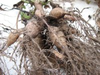 tubersDahliafrsed09.jpg