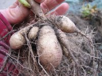 tuber from seed09.jpg