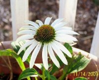 Coneflower wht 2.jpg