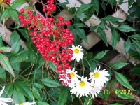 Red Berries.jpg