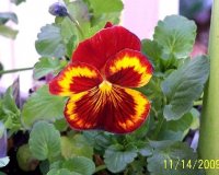 Pansy 1.jpg
