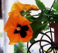 Pansy 2.jpg