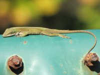 anolis052.jpg