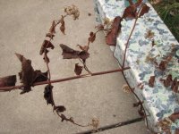 Mychocweed.jpg