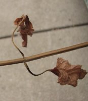Myleaves.jpg