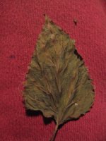 Myleaf jpiewd.jpg