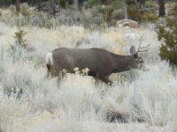 mostly deer 028.jpg