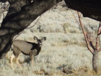 mostly deer 024.jpg