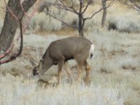 mostly deer 026.jpg