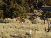 tn_mostly deer 030.JPG