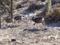 tn_mostly deer 040.JPG
