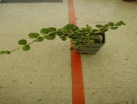 vinca_vine.jpg