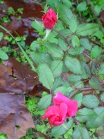 Mom's flowers 09 001.JPG