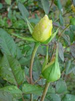 Mom's flowers 09 009.JPG