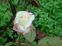 Mom's flowers 09 005.JPG