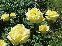 MOMS_FLOWERS_004.jpg