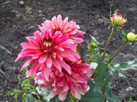Dahlia Salmon.jpg