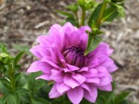 tn_blue dahlia.JPG