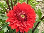 tn_red dahlia barbarosa.JPG
