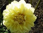 tn_yellow dahlia.JPG
