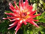 tn_sunburst cactus dahlia 2.JPG
