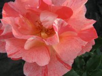 lol FCloudist set of blooms09.jpg