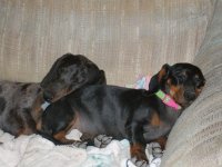 dogs and deer 030.jpg