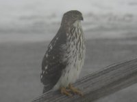 hawk1.jpg