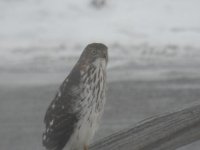 hawk2.jpg
