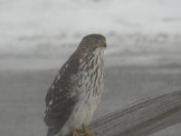 hawk3.jpg