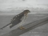 hawk4.jpg