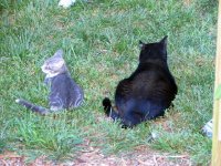 cats, Cayman 016 (2)  EM.jpg