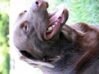 brown dogs 018 (2)  EM.jpg