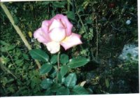 Big roseresz.jpg