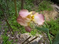 Flowers 41008 002.jpg