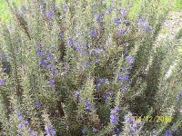 Copy of Rosemary 1.jpg