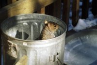 squirrel can (2).jpg