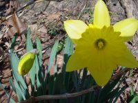 Flowers -10 001.JPG