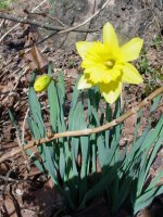 Flowers -10 002.JPG