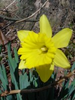 Flowers -10 003.JPG