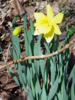 Flowers -10 004.JPG