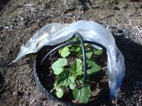 vine-tent.jpg