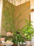 wall decor plants.jpg