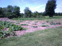 vines2-0704.jpg