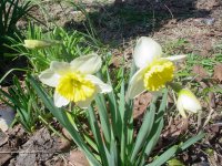 Flowers -10 001.JPG