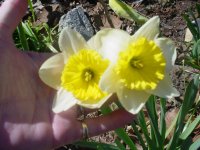 Flowers -10 002.JPG