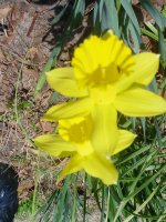Flowers -10 003.JPG