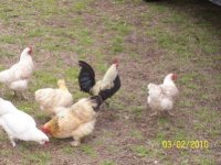 tn_chickens & Daffs 006.jpg