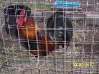 tn_chickens & Daffs 016.jpg
