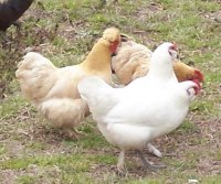hens.jpg